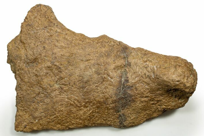 Dinosaur (Triceratops) Skull Section (Jugal) - Montana #319221